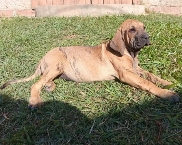 Fila brasileiro 