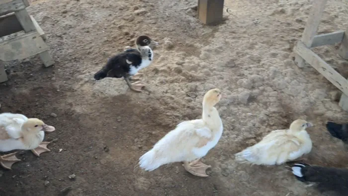 Patinhos a Venda