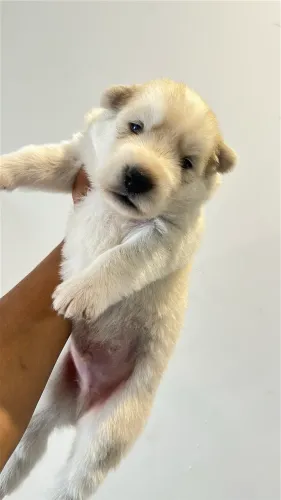 Filhotes de husky siberiano disponíveis 