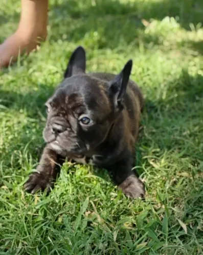 Buldogue francês FEMEA