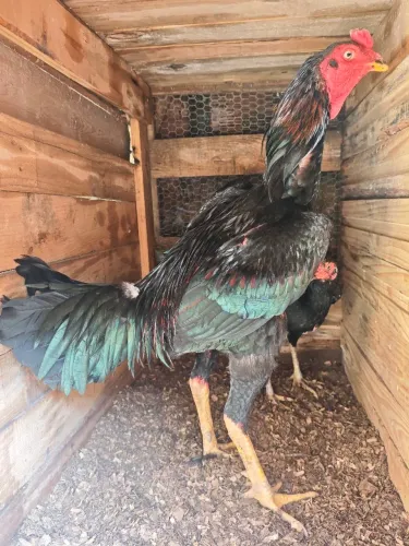 Galo de raça 
