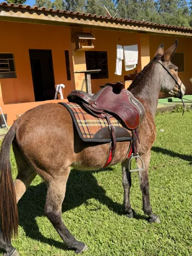 Mula