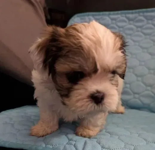 Shihtzu Mini Filhotes Realmente Diferenciados.