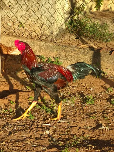 Vendo galo índio gigante