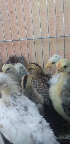 Vendo pintinhos de serama e sebrithi prata