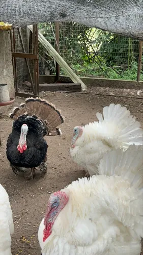 Peru macho 