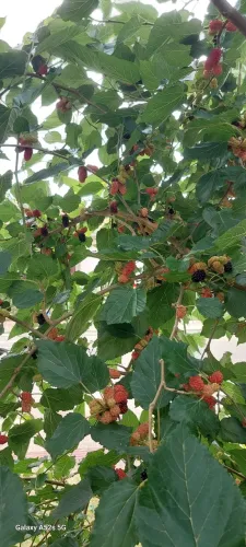 Mudas de Frutas _ Amoras Gigantes