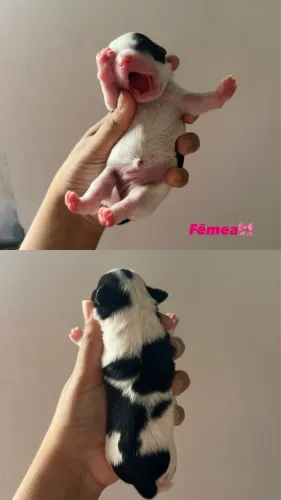 Filhotes de Shih Tzu disponíveis para reserva