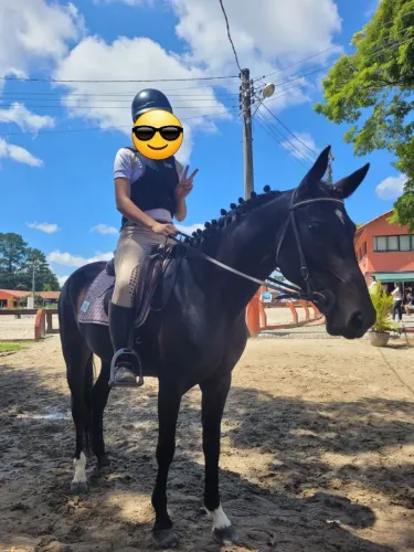 Cavalo Hipismo Salto