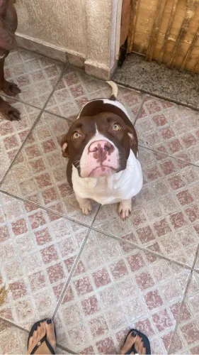 doa-se filhote de american bully