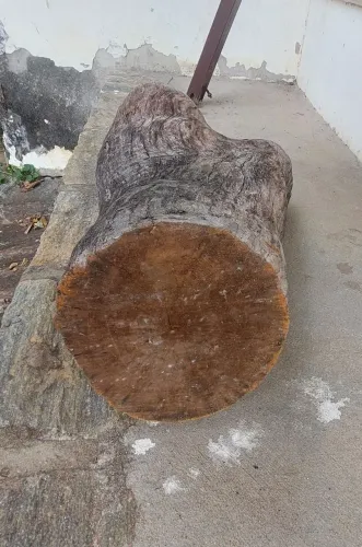 Tronco pequeno de jaqueira