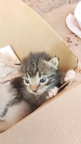Gatinhos para adoção filhotes Lindos