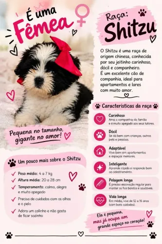 Shitzu Fêmea 