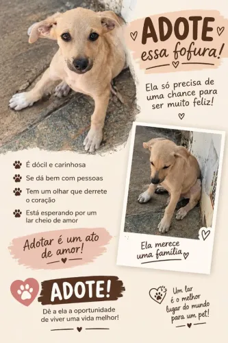 Doação de cachorrinha filhote