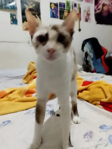 Gata adoção
