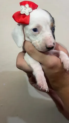 Basset com temperamento dócil à venda