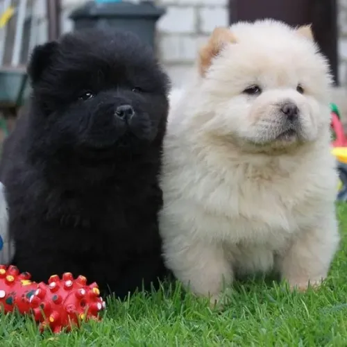 Chow Chow