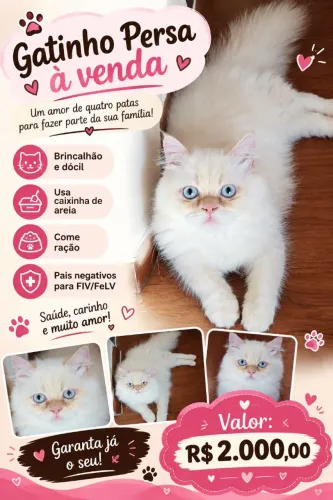 Gato Persa 