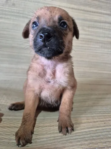 Cachorros para adoção. 