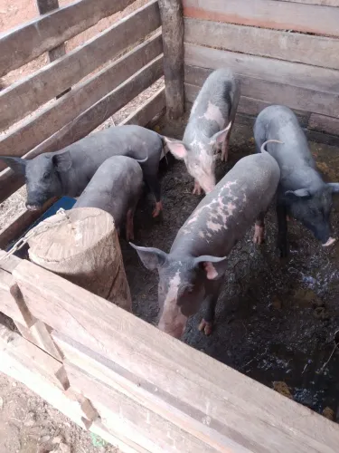 Porcos