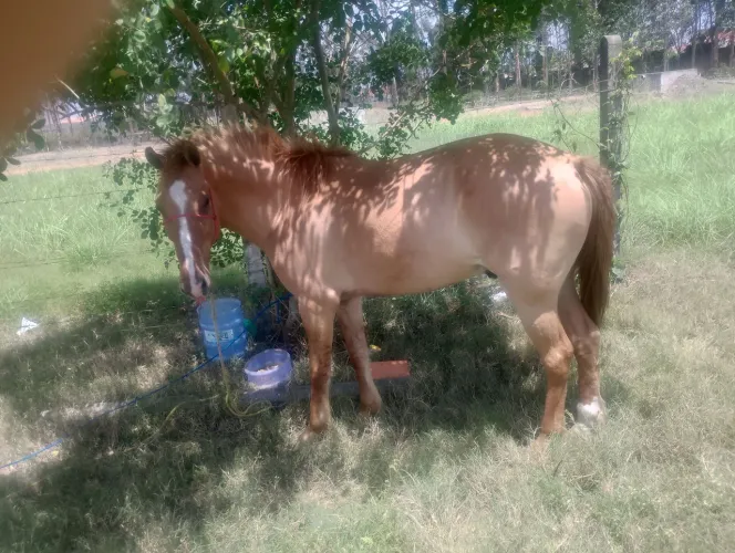 Vendo cavalo de rojão