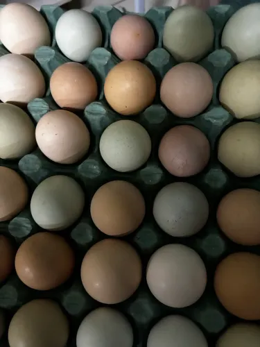 Ovos de vc galinha caipira