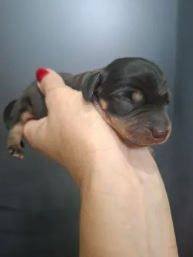 Filhotinho de basset, Dachshund ou salsichina
