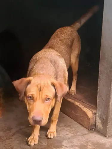 Doa -se chow-chow com fila 7meses