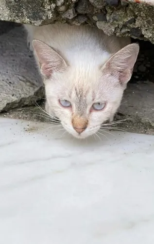 Gata filhote branca para adoção responsável 