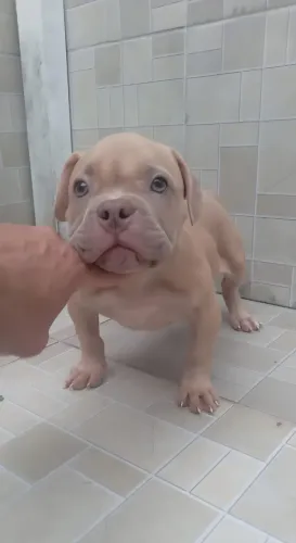 American Bully ( Micro )
