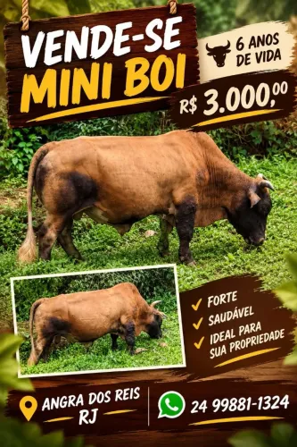 MINI BOI
