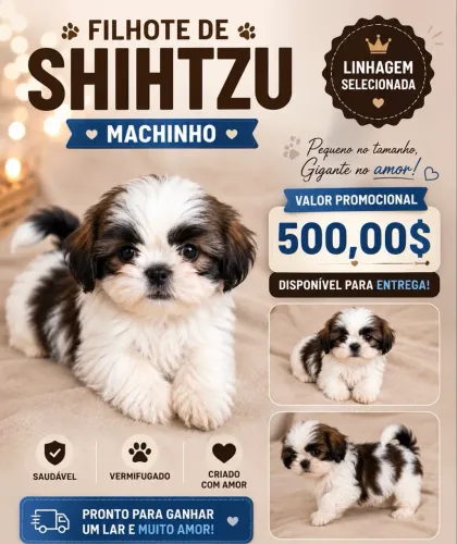 Filhote de shihtzu disponível para entrega 