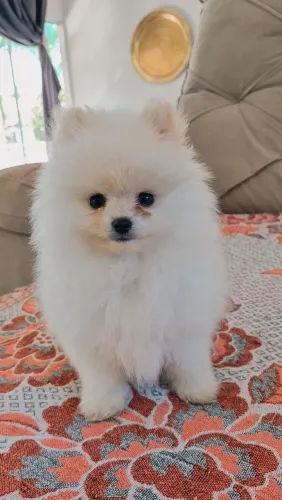 Lulu da Pomerânia anão 