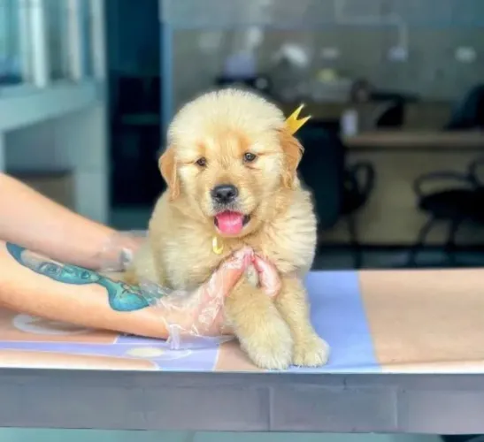 Golden Retriever filhote disponível