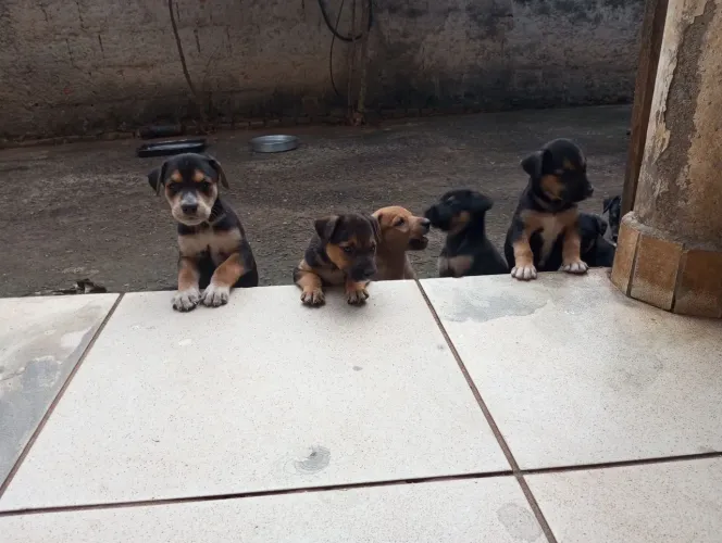 Doação de cachorros 