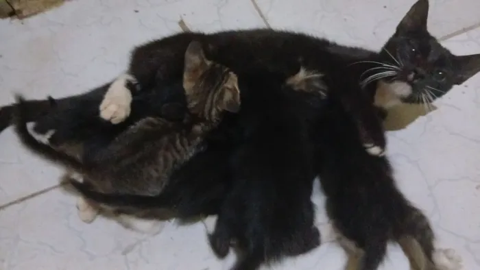 Gatinhos pra adoção 