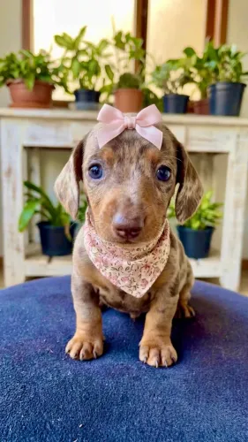 Dachshund (salsichinha ) fêmeas miniatura exóticas