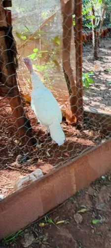 Vendo 1 Perua Macho de 1 ano e 2 Marrecos Machos de 10 mes