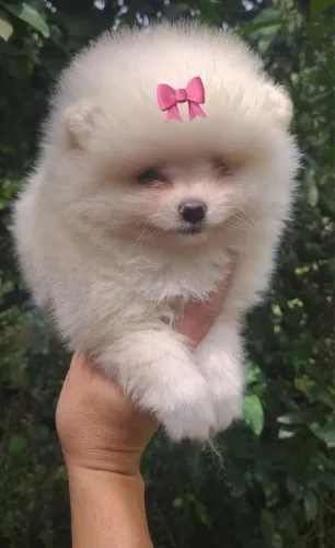 Lulu da pomeranea macho com 48 dias vermifugado