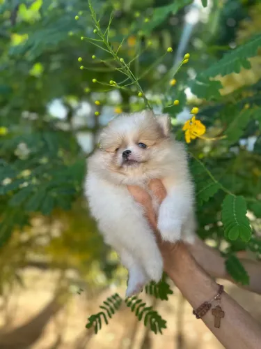 Spitz lindo e maravilhoso