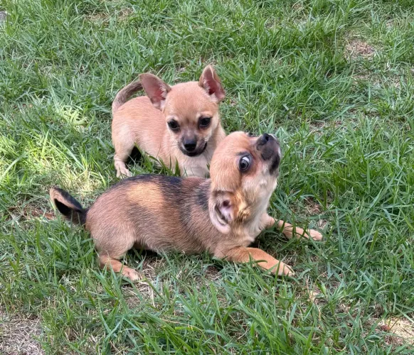 Filhotes de Chihuhua