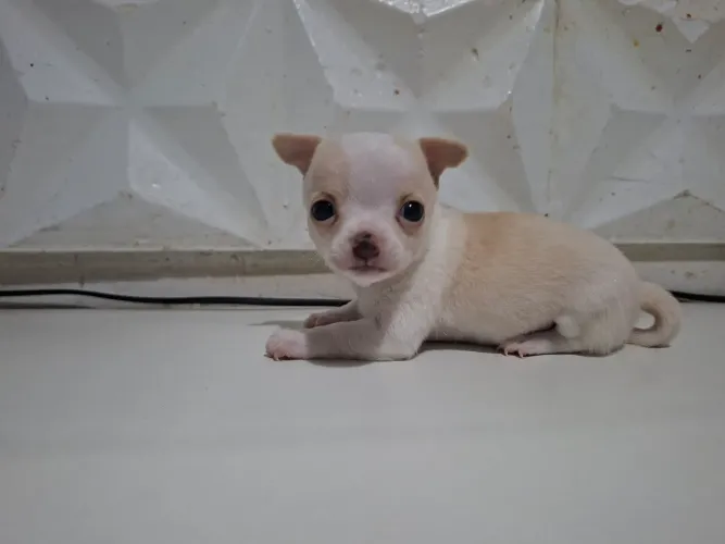 CHIHUAHUAS