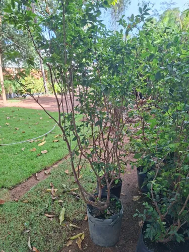 Jabuticaba híbrida olho de boi