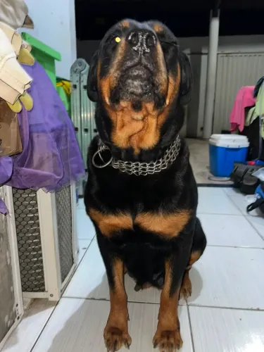 Rottweiler fêmea adestrada pra vender