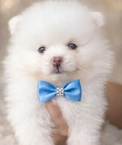 Lulu da pomerânia/spitz Alemão >fiel companheiro