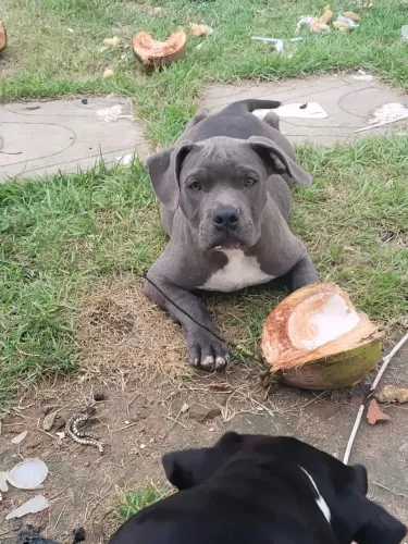 Pitmonster (Só o cinza disponível)