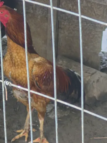 Vendo 5 galo caipira