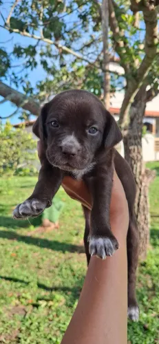 Filhotes de Cane Corso com Dálmata