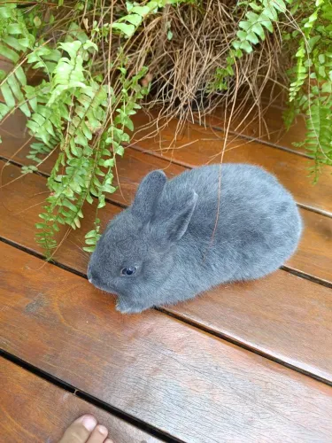 Vendo lindos coelhos Anões da raçã Nederland.