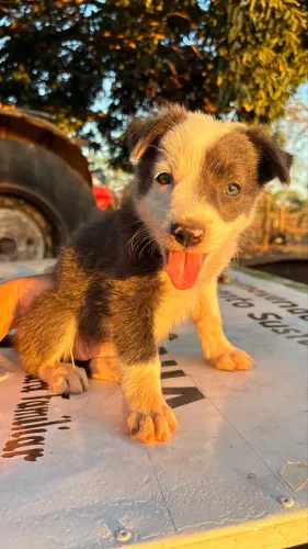 Filhote de Border collie fêmea 